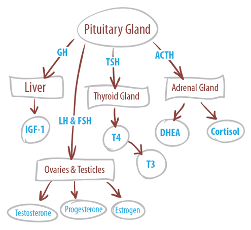 Critical Hormone Pathway